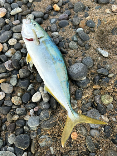 イナダの釣果