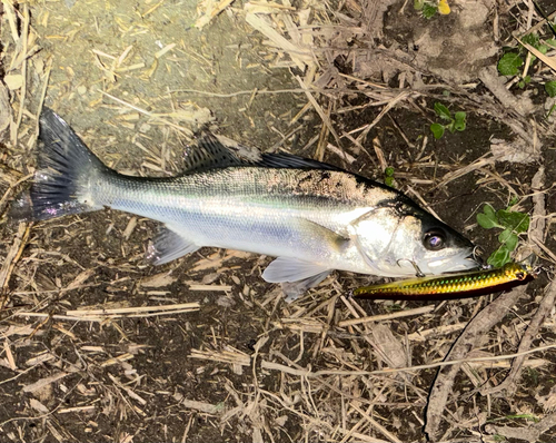 セイゴ（マルスズキ）の釣果