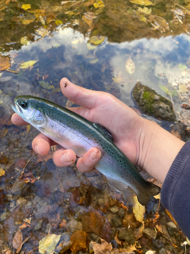 ニジマスの釣果