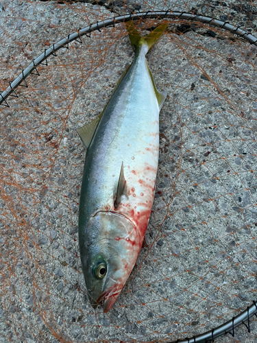 ヤズの釣果