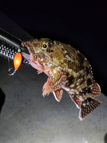 カサゴの釣果