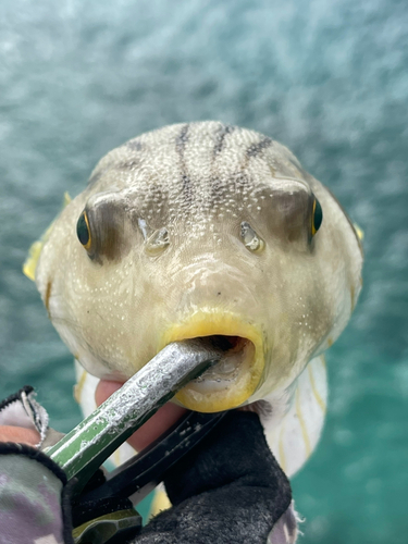 スジモヨウフグの釣果