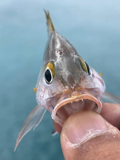 ヒメフエダイの釣果