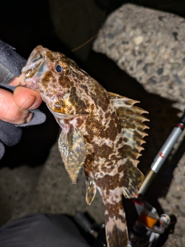 タケノコメバルの釣果