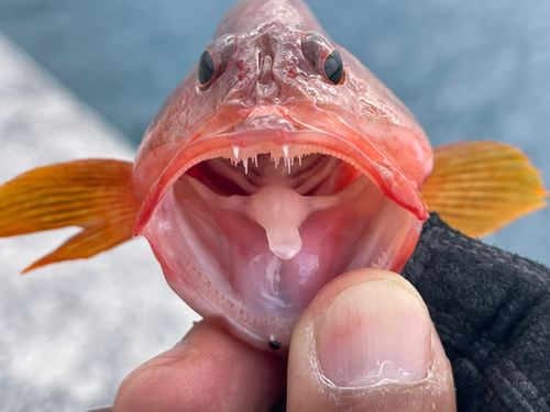 ニジハタの釣果