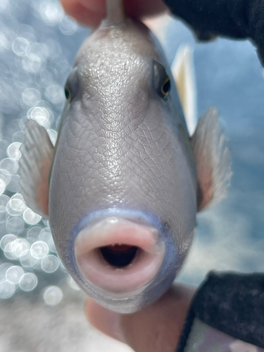 ツマジロモンガラの釣果