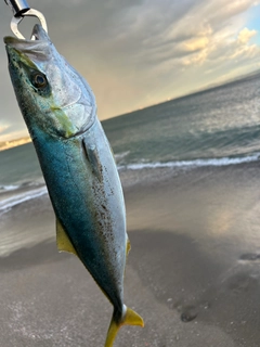 イナダの釣果