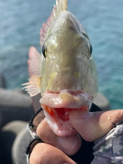 タテシマフエフキの釣果