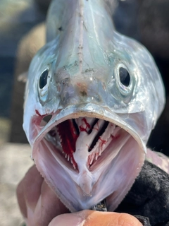 イケカツオの釣果