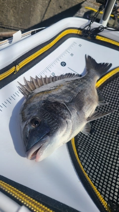 チヌの釣果