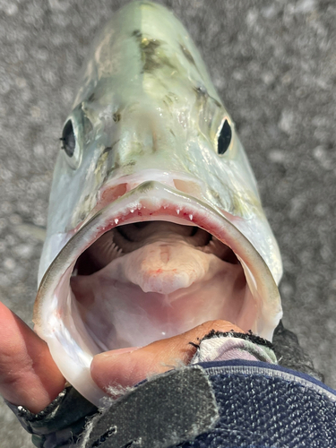 オニヒラアジの釣果