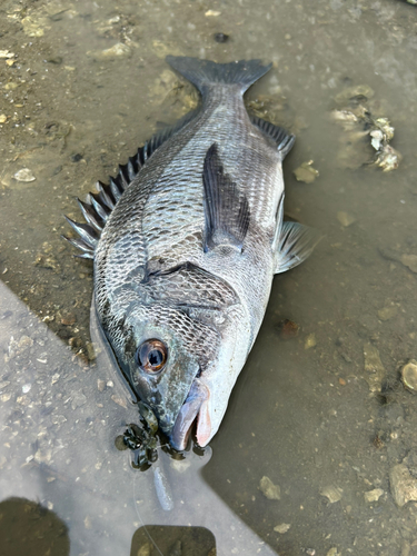 山口湾