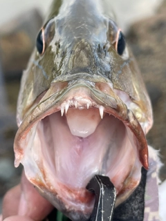 ゴマフエダイの釣果