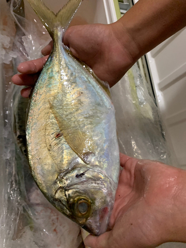 ヒラアジの釣果