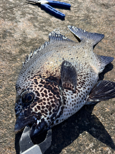 イシガキダイの釣果