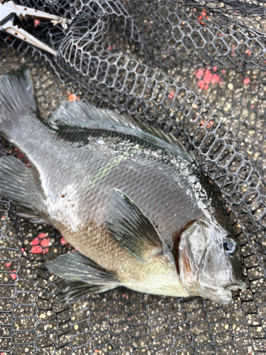 オキナメジナの釣果