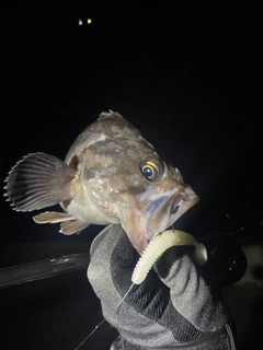 クロソイの釣果