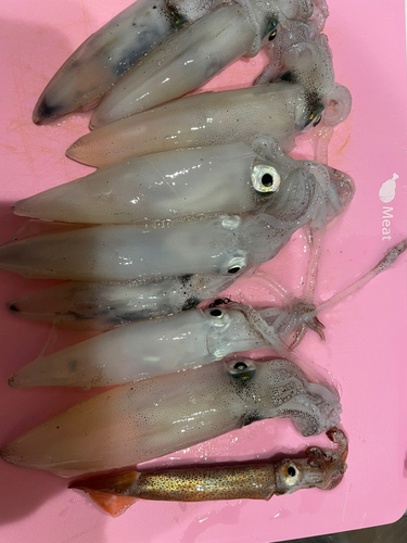 マメイカの釣果