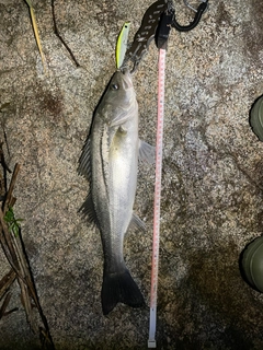 マルスズキの釣果