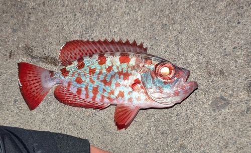 ゴマヒレキントキの釣果