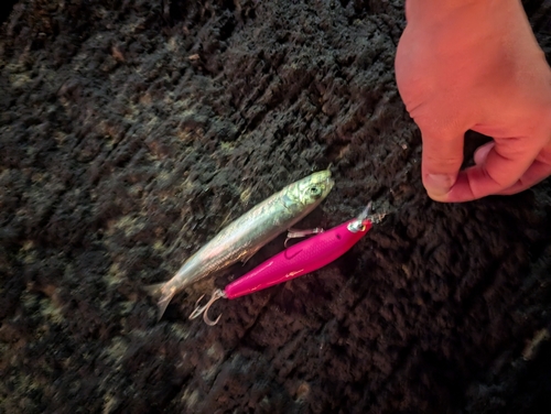 イワシの釣果