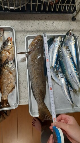 アイナメの釣果