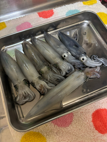 マメイカの釣果