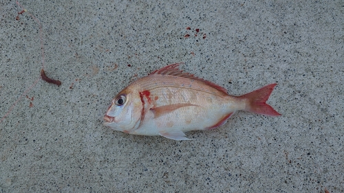 チダイの釣果