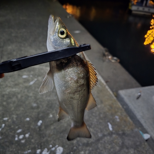 セイゴ（ヒラスズキ）の釣果