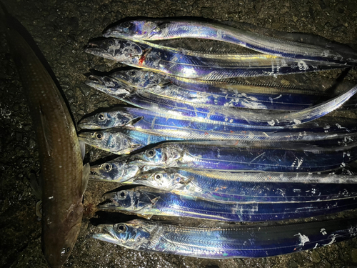 タチウオの釣果