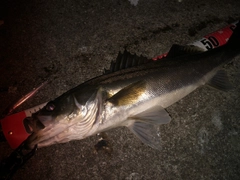 シーバスの釣果