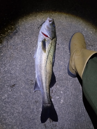 スズキの釣果