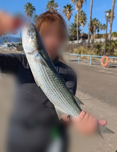 鳴尾浜臨海公園海づり広場