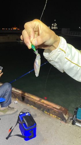 ヒイカの釣果