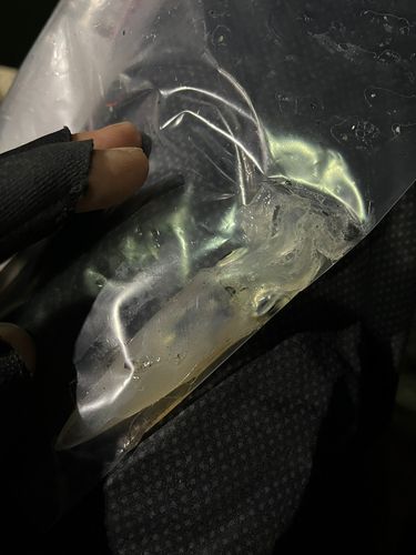 ヒイカの釣果
