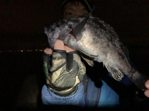 クロソイの釣果