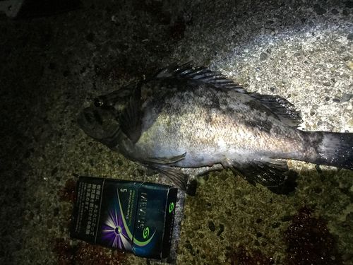 クロソイの釣果