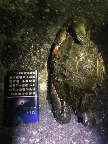 タイワンガザミの釣果