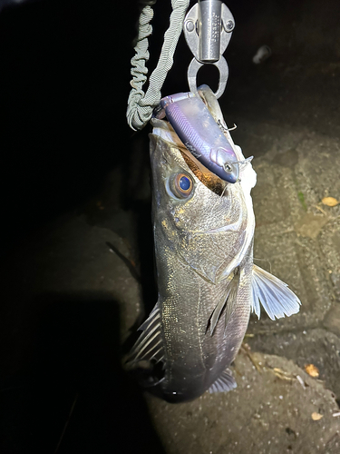 マルスズキの釣果