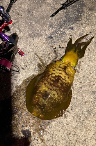 アオリイカの釣果