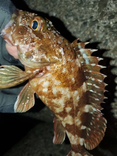 ガシラの釣果