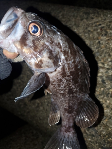 クロソイの釣果