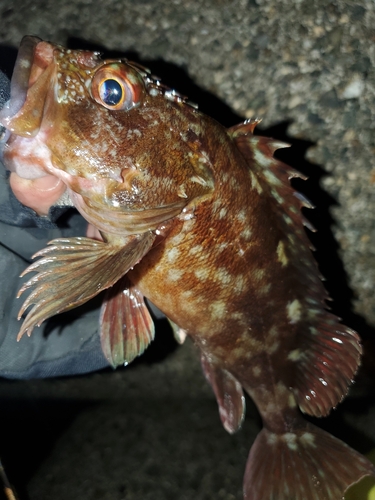 ガシラの釣果