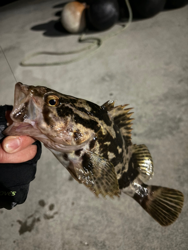 タケノコメバルの釣果