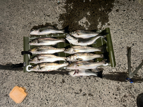 フッコ（マルスズキ）の釣果