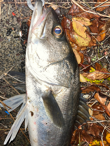 スズキの釣果