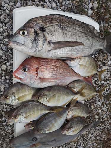 カイワリの釣果