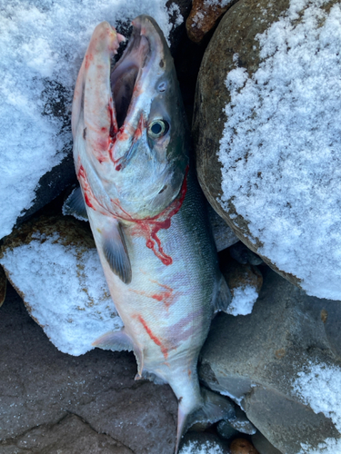 シロザケの釣果