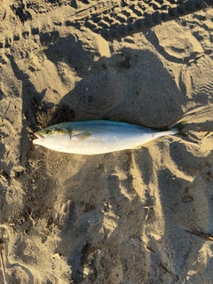 イナダの釣果