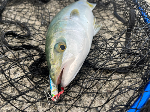 ツバスの釣果